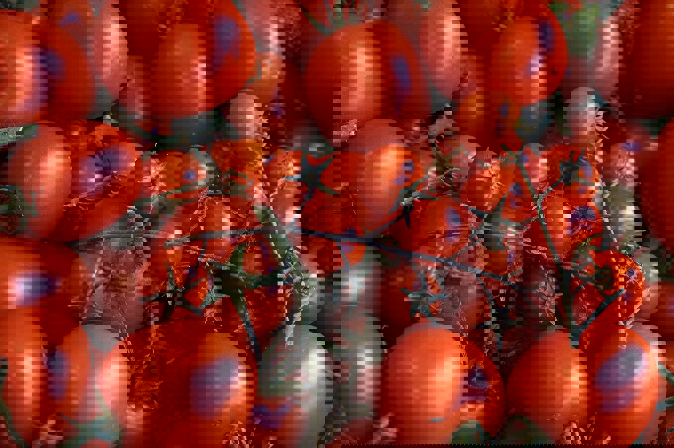 hjemmelaget tomatsaus