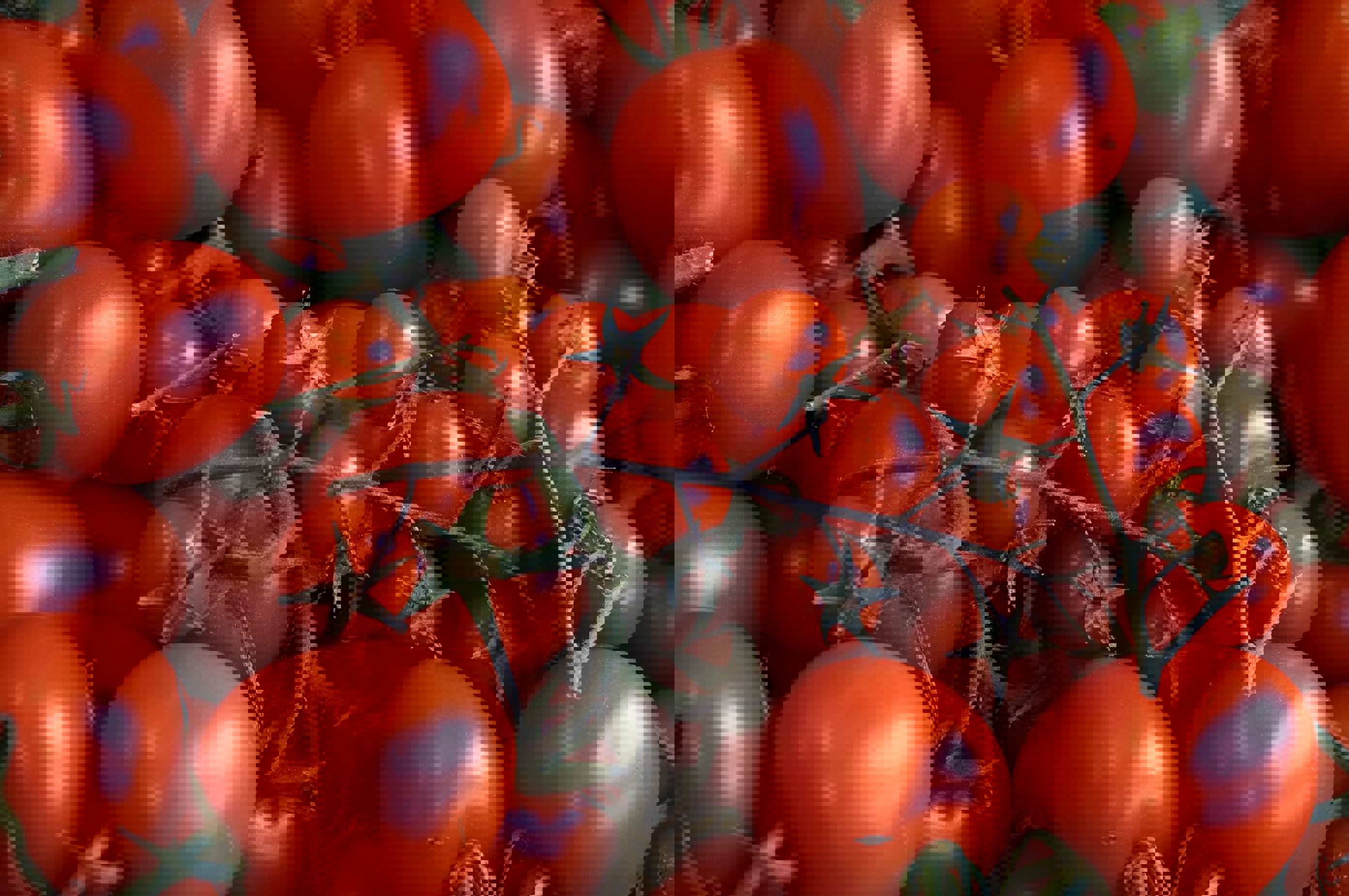 hjemmelaget tomatsaus